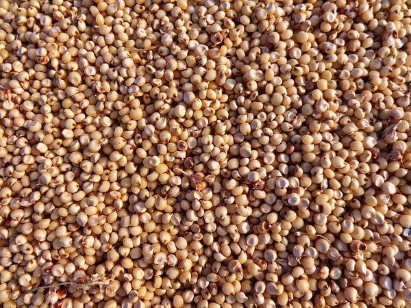 sorghum from 호주 supplied by Seedhouse Tasmania - Crushed 수수