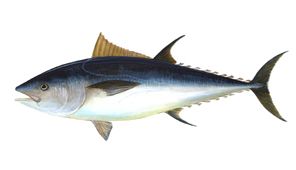 Fresh Frozen Tuna from 스페인 supplied by Mapesca S.A. - 껍질 있음 참치