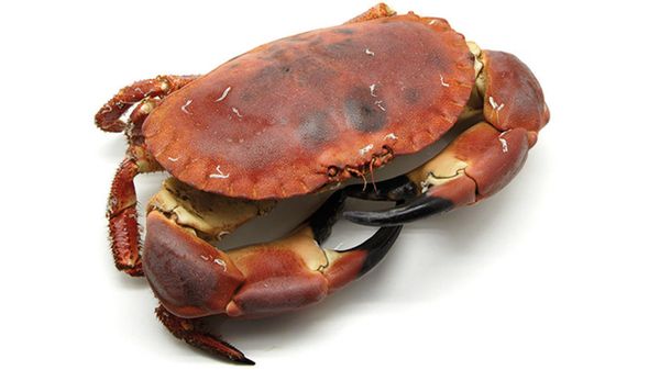 Crab from 스페인 supplied by PESCAFACIL S.L. - Cooked 냉동 게