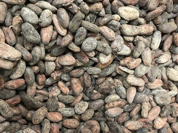 Cocoa Bean from Brazil supplied by Custódio Forzza Com. e Exp. Ltda. - Dried Cocoa Bean