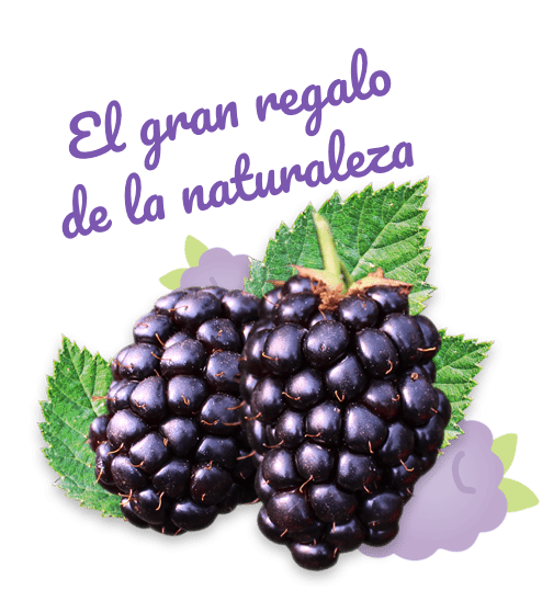 Fresh Whole Blackberry from 네덜란드 supplied by Freshkampo by Euromeridian B.V. - Conventional 신선 블랙베리