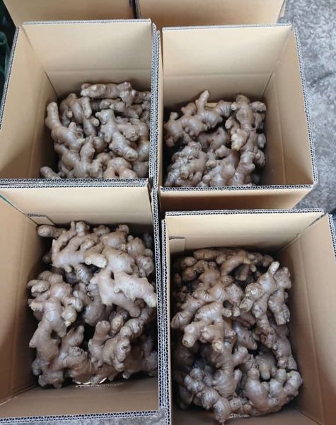 Fresh and dried ginger from 인도네시아 supplied by Indo Bumi Lavanaa - Raw 통생강