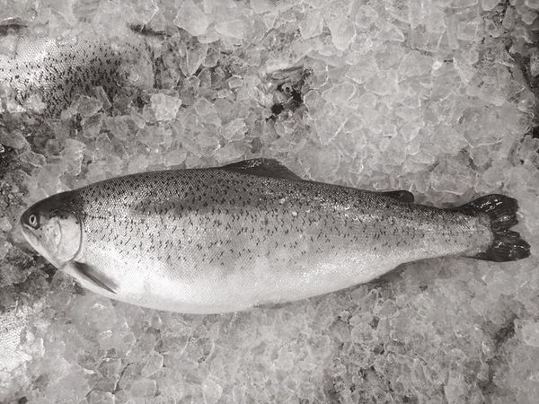 Trout from Iceland supplied by Laxar Fiskeldi - Fresh (=Chilled=Raw) Fresh Trout