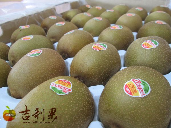 Kiwifruit from 뉴질랜드 supplied by Jollico International Co., Ltd. - Green Kiwi (=Zespri Green) 신선 키위