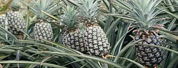 Fresh Whole Golden Pineapple from United States supplied by Primero Cuarenta Group, Inc. - Golden Pineapple (=Pina Dorada=MD2 Gold=Honey Golden=Golden Sweet) Fresh Pineapple