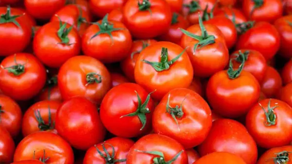 Tomato from 남아프리카공화국 supplied by The Sysman Group - Paste 신선 토마토