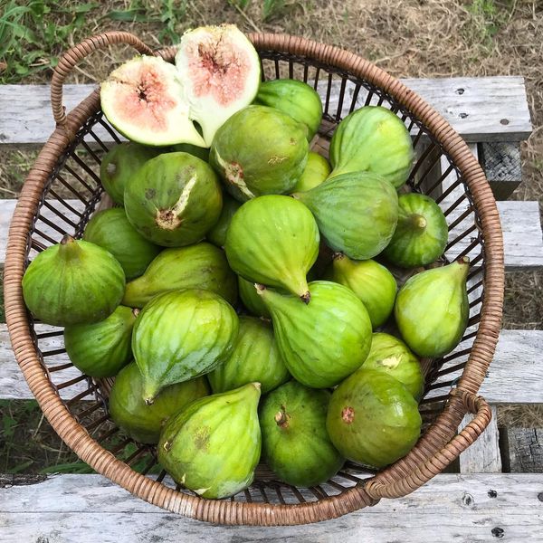 Fresh Fig from 프랑스 supplied by SAFRAN DU MORBIHAN - Green 신선 무화과