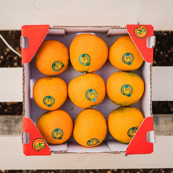 Fresh orange from Italy supplied by Giacovelli srl - Fresh (=Chilled) Fresh Orange
