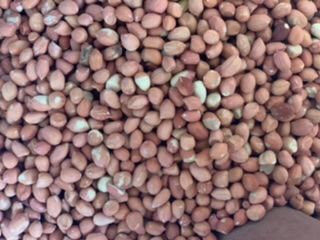 Peanut from Sudan supplied by Alrida multi activites company - Spanish (=Red Skin) Peanut Kernel