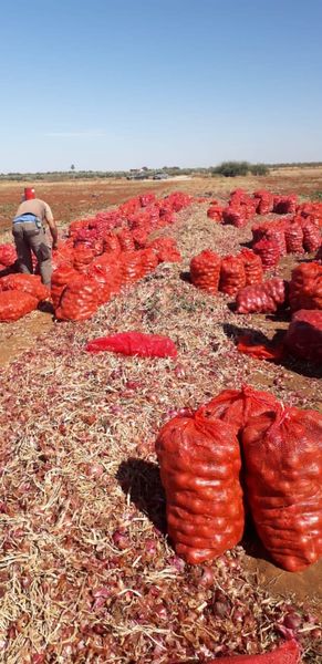 Yellow onion from Morocco supplied by Moroccan Vibes - Yellow Onion - Grano de Oro (=Valencia=Valenciana) Fresh Onion