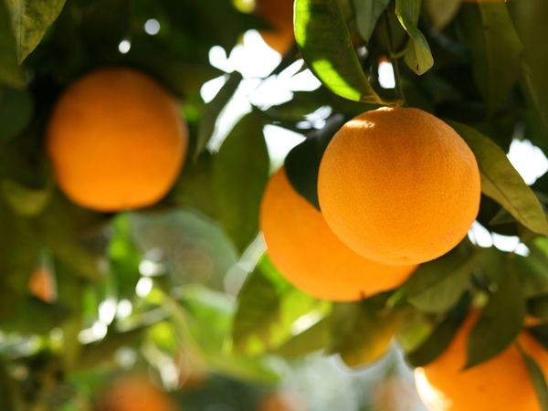 Orange from Spain supplied by Benihort (Cooperativa Agricola San Isidro De Benicarlo SCV) - Plastic Box Fresh Orange
