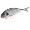 Sea Bream from Netherlands supplied by Noordzee International BV - Frozen Sea Bream