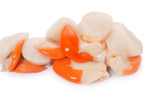 Scallop meat from 영국 supplied by Holmes Seafood Ltd - Meat Only (=Shelled=Shucked) 냉동 가리비