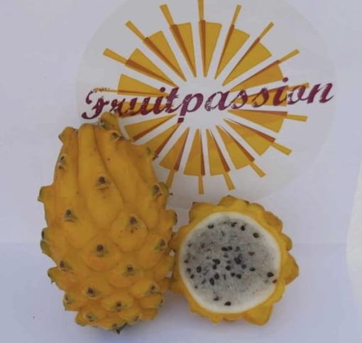 Dragon Fruit from Switzerland supplied by Fruit passion - Yellow Fresh Dragon Fruit