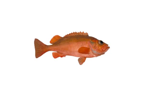 Frozen Redfish from 노르웨이 supplied by STÅLE NILSEN SEAFOOD AS - Gutted (=Drawn) 냉동 레드피쉬