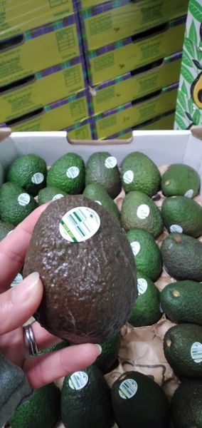 Fresh Avocado from 호주 supplied by Efresh Pty Ltd - Whole 신선 아보카도