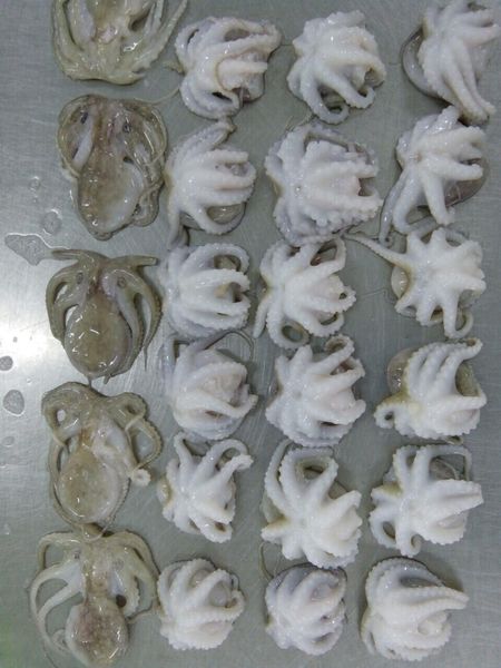 Frozen Octopus from 베트남 supplied by The Khanh  Company Limited - 새끼 문어 냉동 문어