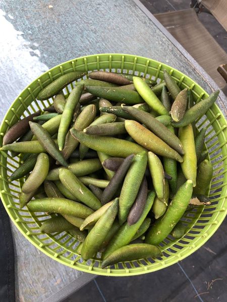 Finger Lime from 멕시코 supplied by Campo Elite Productores S.P.R. de R.L. de C.V. - Green 신선 감귤류 혼종