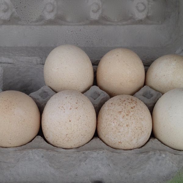 Fresh Turkey Egg (White) from India supplied by Unique Agro-vet Inds. - Shelled Turkey Egg