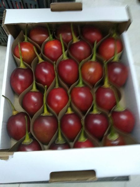 Tamarillo o Tomate de arbol from 콜롬비아 supplied by Pacific Fruits Corporation - Size: 36-42s 타마릴로