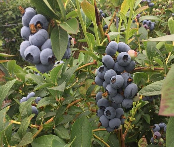 Blueberry from 영국 supplied by Berry Gardens - Whole 신선 블루베리