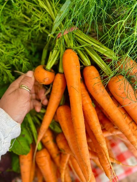 Carrots from Israel supplied by Havivian Farm - Whole Fresh Carrot