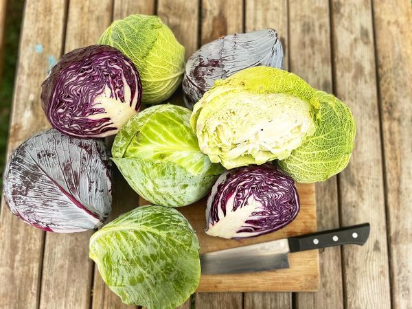 Fresh Cabbage from Switzerland supplied by Philfruits - Purple Fresh Cabbage