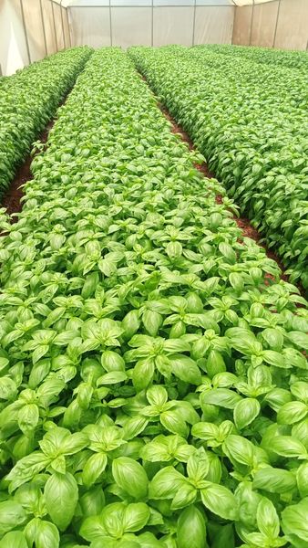 Basil from Kenya supplied by Karzal Limited - Excellent Quality Aromatic Herbs