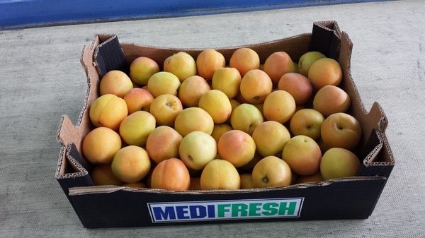 Fresh Apricot from Greece supplied by Marantidis, N., & Co. Medifresh S.A. - Orange Fresh Apricot