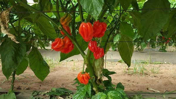 Habanero from 모로코 supplied by AMAPRIM - Fresh (=Chilled) 하바네로