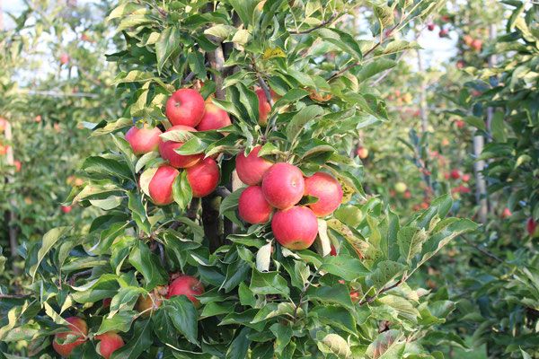 Fresh Apple from 독일 supplied by Organic Fruit Blank - Rajka 신선 사과