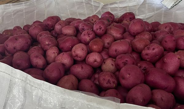 Red Potatoes from 미국 supplied by ProSource, Inc. - Fingerling Varieties 신선 일반 감자