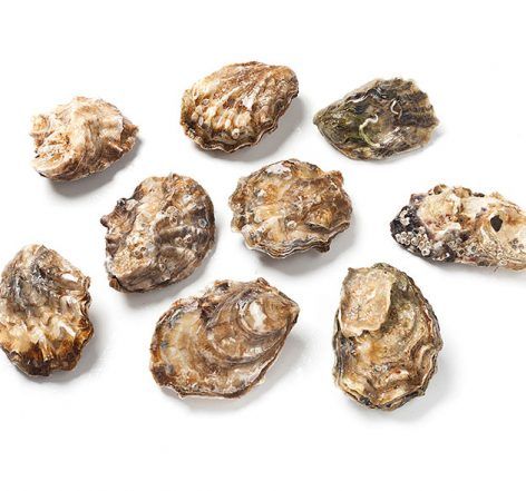 Oyster from United Kingdom supplied by Saggiomo Luxury Foods Limited - Whole (=In Shell=Unshucked) Fresh Oyster