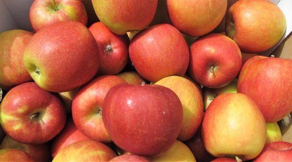 Apple from Israel supplied by Etz Hasade - Whole Fresh Apple