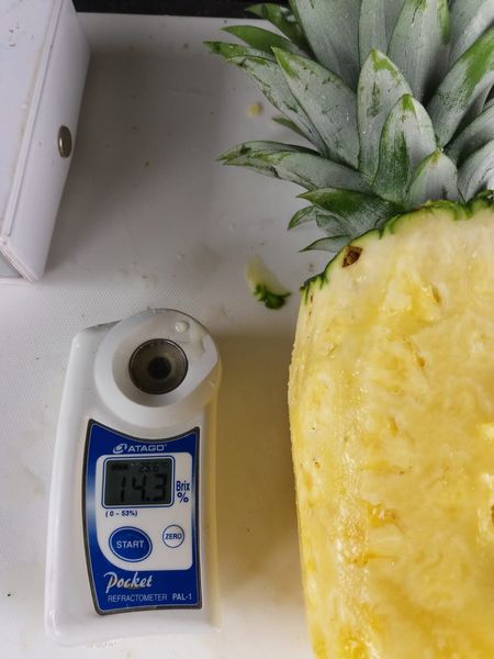 Organic and Conventional MD2 Pineapple from 코스타리카 supplied by Villa Alba Group - Size: 9 신선 파인애플
