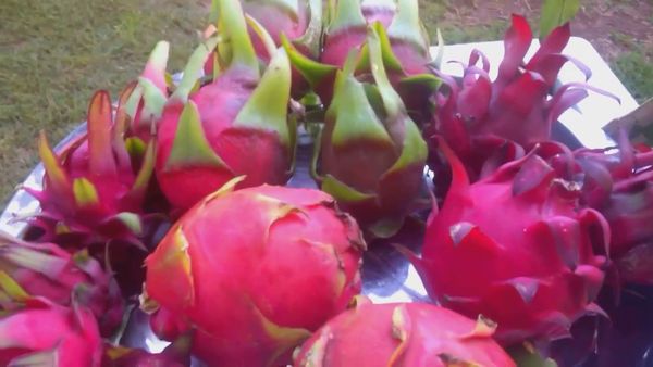 Dragon Fruit from 남아프리카공화국 supplied by Alternafruit - Whole 신선 용과