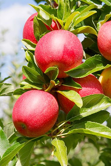 Fresh Apple from South Africa supplied by Green Marketing International (Pty) Ltd - Red Fresh Apple