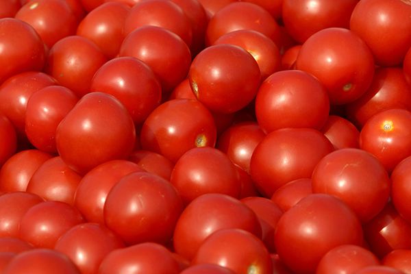 Cherry Tomato from Spain supplied by Costa de Nijar SAT - Conventional Fresh Tomato