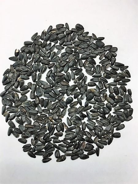 Black Oil Sunflower seeds from 캐나다 supplied by AgriTel Grain Ltd - Unhulled 해바라기 씨