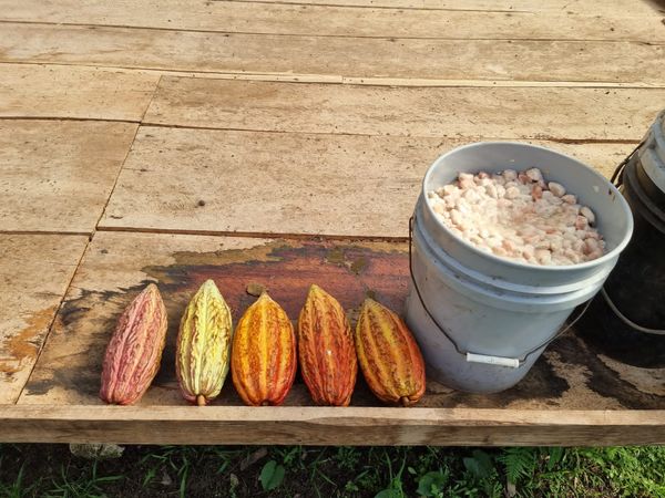 Cocoa Bean from Nicaragua supplied by CAFE NOR NICARAGUA S.A. - Hybrid Cocoa Bean