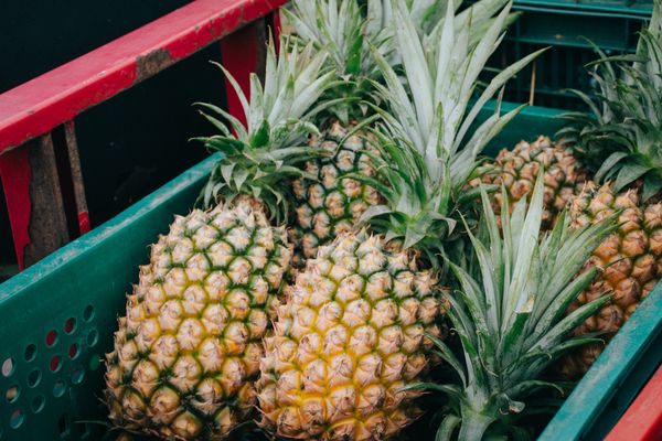 Pineapple from 대만 supplied by Good time fruit - Fresh (=Chilled) 신선 파인애플