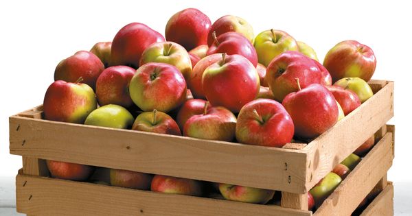 Apple from 핀란드 supplied by Ab Chipsters Food - Juici 신선 사과