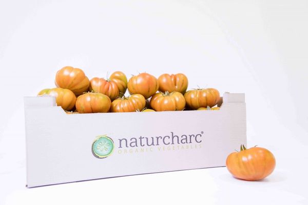 Fresh Tomato from 스페인 supplied by Naturcharc - Other - Rebellion 신선 토마토
