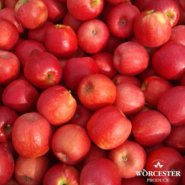 Apples from 영국 supplied by Worcester Produce - Cripps Pink (=Pink Lady) 신선 사과