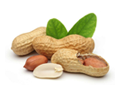 Peanut from Netherlands supplied by Hebei Cofco Rotterdam B.V. - Red Skin Peanut Kernel