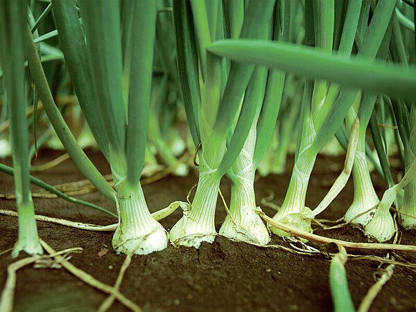 Onion from 독일 supplied by Herbsleben AG - Whole 신선 양파