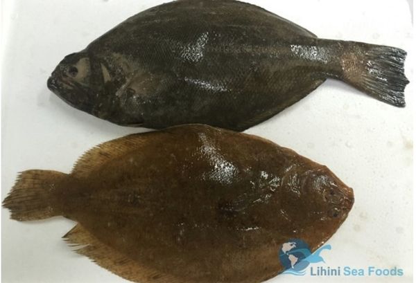 Fresh Sole from Sri Lanka supplied by Lihini Seafoods (Pvt) Ltd - Whole (=In The Round) Frozen Sole