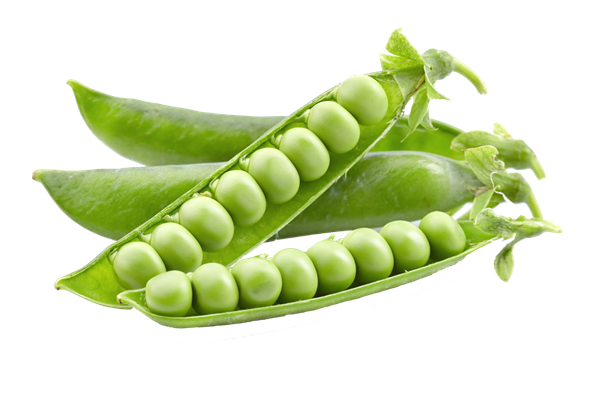 fresh green beans from 네덜란드 supplied by B.V. EXPLOITATIE RESERVEGRONDEN FLEVOLAND - Green 말린 일반 콩