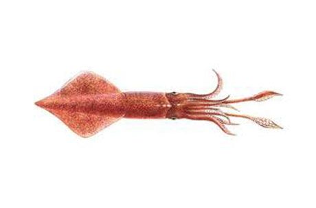 Squid from 그리스 supplied by MEDITERRANEAN FISH CO., LTD. A. KARABOURNIOTIS & CO. OE - Whole 냉동 오징어