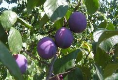 Prune from United States supplied by Cal Prune & Nuts, LLC - Whole Prune
